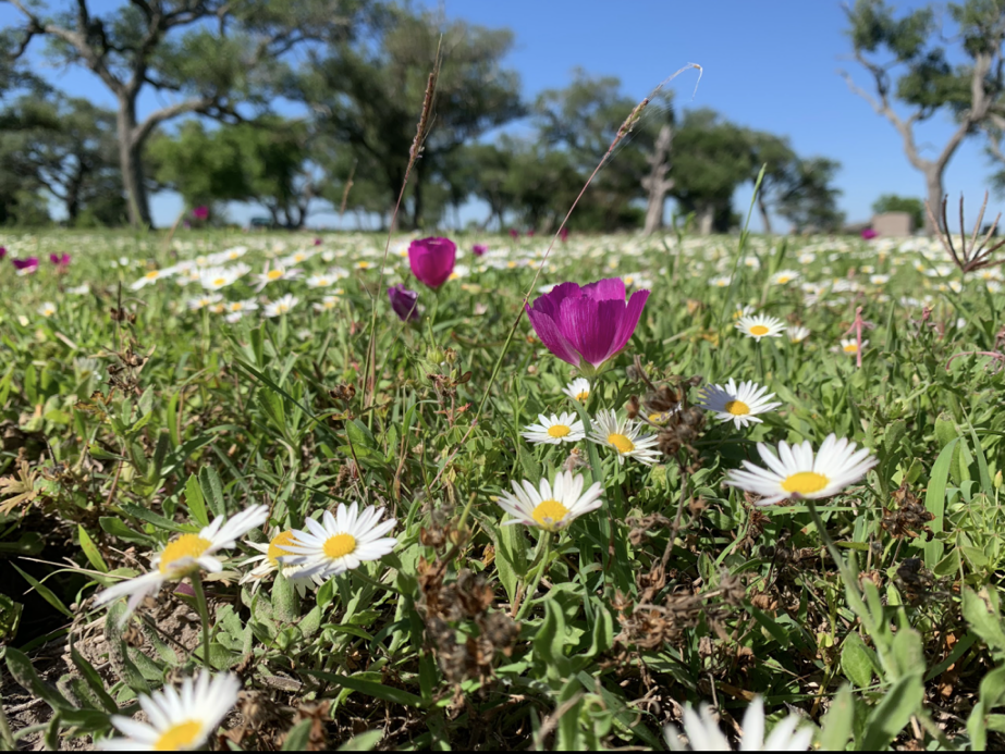Picture of white wildflowers that look like daisies and deep purple/pink wildflowers shaped more like a cup from the perspective near the ground so you can see oak trees in the background and blue sky above. A few tombstones are just visible in the background, but able to be missed if you're not paying attention